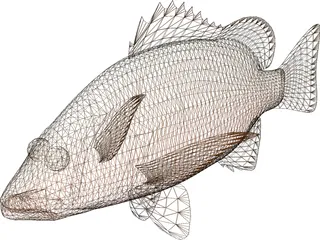 Mangrove Red Snapper 3D Model