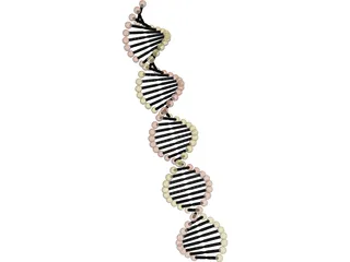 DNA Model 3D Model