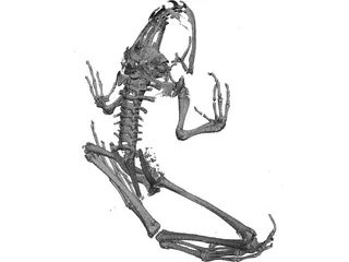 Frog Skeleton 3D Model