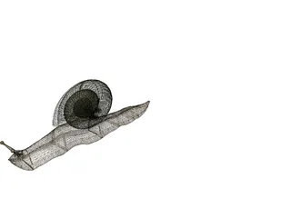 Snail 3D Model