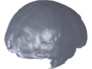 Brain 3D Model