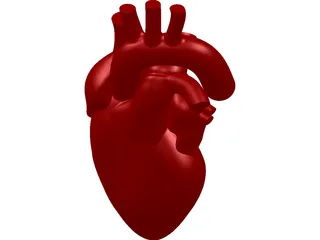 Heart Human 3D Model