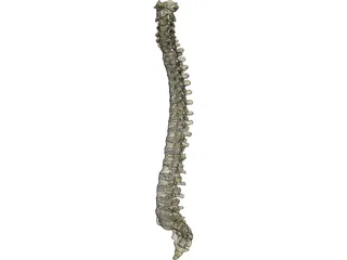 Vertebral Column 3D Model