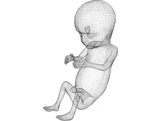 Fetus 12-Week 3D Model