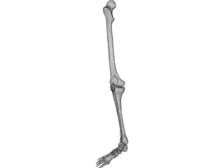 Leg Bone Female Right 3D Model