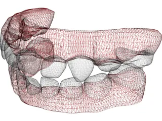 Teeth Childs 3D Model