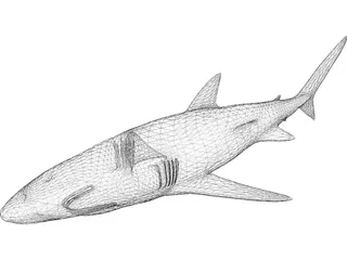 Blue Shark 3D Model