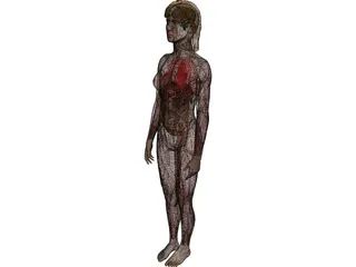 Woman [+Internal Organs] 3D Model