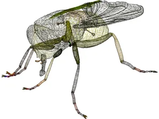 Fly 3D Model