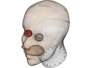 Head Human 3D Model