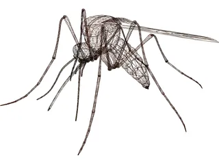 Mosquito 3D Model