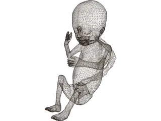 Fetus 3D Model