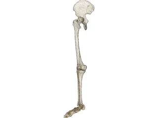 Leg Bone Right 3D Model