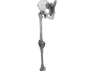 Leg Bone, Knee Joint and Pelvis 3D Model
