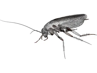 Cockroach 3D Model