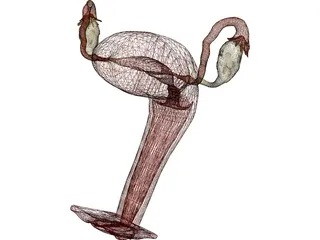 Reproductive System Female 3D Model