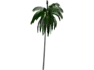 Cocos Nucifera 3D Model