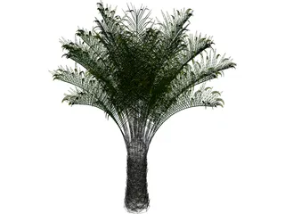 Butia Capitata 3D Model