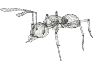 Ant 3D Model