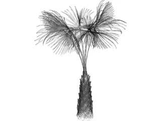 Sabal Palmetto Tree 3D Model
