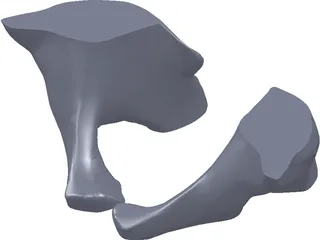 Pelvis 3D Model