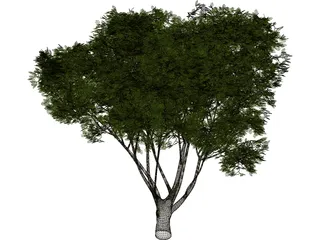 Garden Tree 3D Model