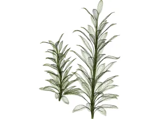 Cordylinea Glauca 3D Model