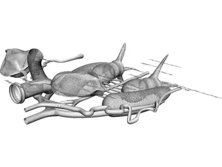 Frog Male Anatomy 3D Model