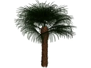 Windmil Palm 3D Model