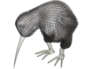Kiwi Bird 3D Model