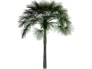 Sabal Palmetto 3D Model