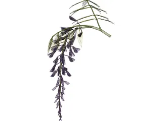 Wisteria Flower Japanese 3D Model