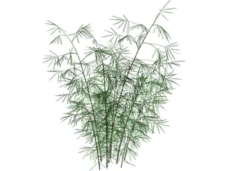 Bamboo 3D Model