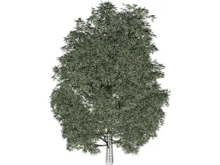 Maple Tree 3D Model