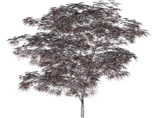 Japanese Maple Tree 3D Model