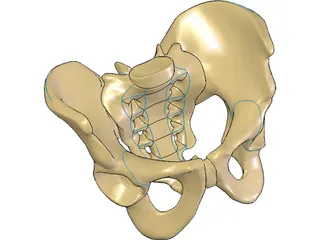 Pelvis and Sacrum 3D Model