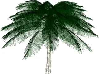 Palm Tree 3D Model