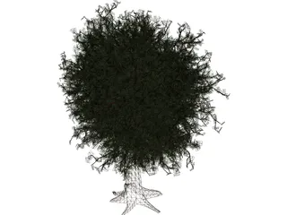 Oak Tree 3D Model