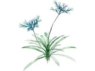 Agapanthus 3D Model