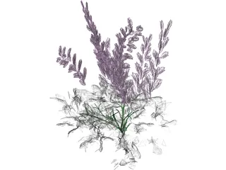 Astilbe Chinensis 3D Model