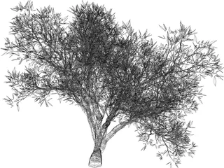 Olive Tree 3D Model