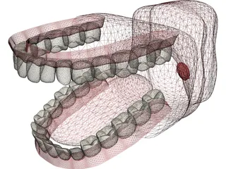 Mouth 3D Model