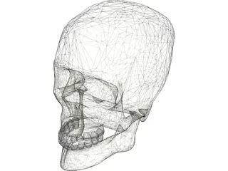 Skull 3D Model