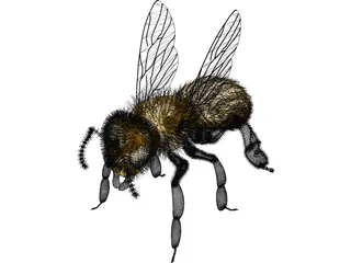 Bee with Fur 3D Model