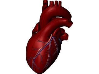 Heart Human 3D Model