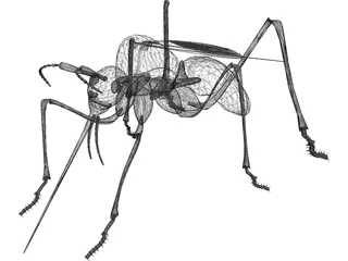 Mosquito 3D Model