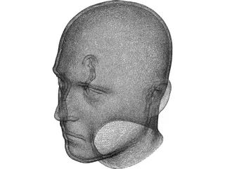 Human Male Scanned Head 3D Model