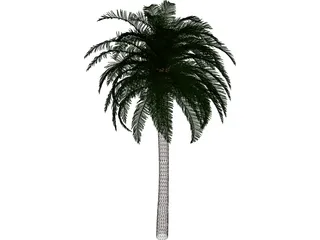 Coconut Tree 3D Model