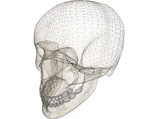 Skull Male 3D Model