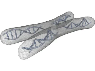 Human Chromosome 3D Model